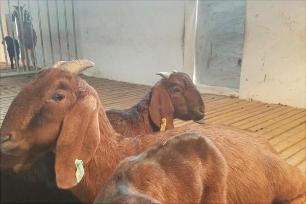 努比亚山羊的优势特点是什么?