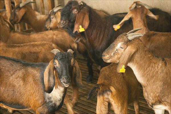 努比亚山羊的优势特点是什么?