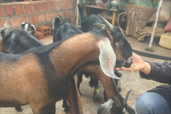 努比亚山羊的优势特点是什么?