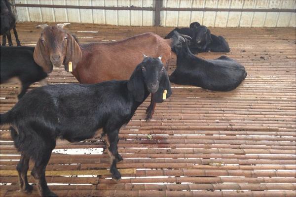 努比亚山羊的优势特点是什么?