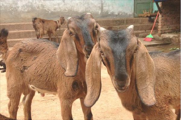 努比亚山羊的优势特点是什么?