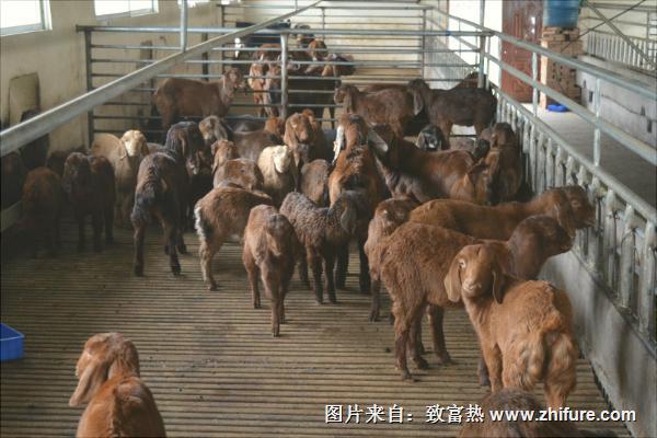 努比亚山羊的优势特点是什么?