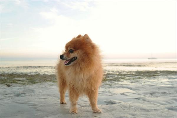 博美犬价格多少钱一只?