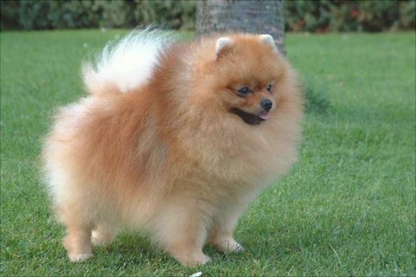 博美犬价格多少钱一只?