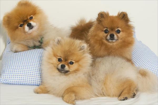 博美犬价格多少钱一只?