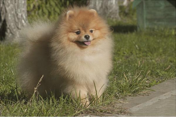 博美犬价格多少钱一只?