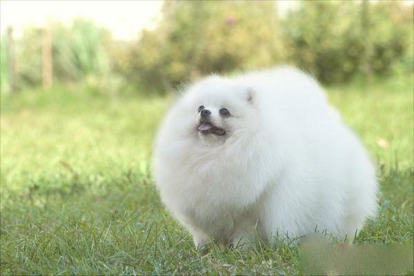 博美犬价格多少钱一只?