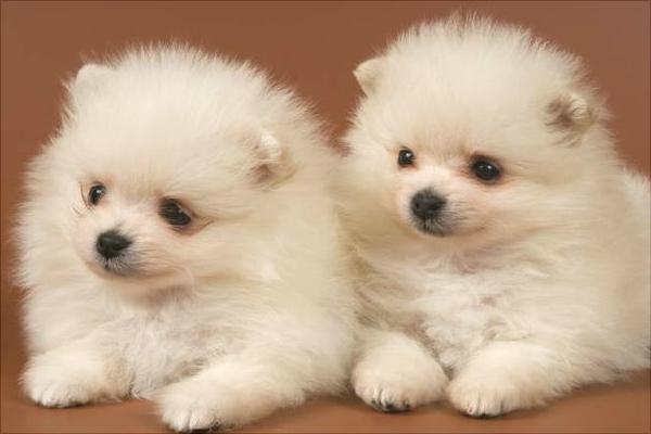 博美犬价格多少钱一只?