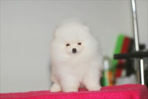 博美犬价格多少钱一只?