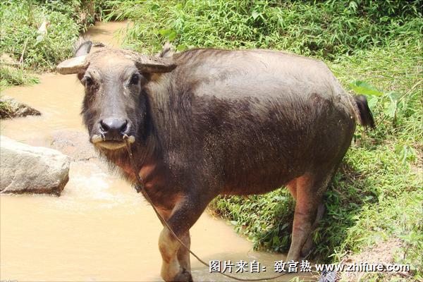 水牛和黄牛区别是什么？