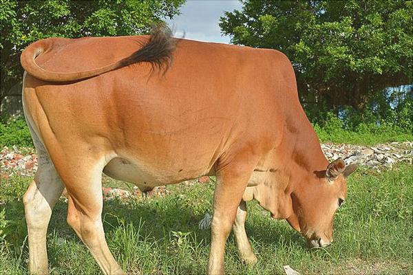 黄牛吃什么长的快？