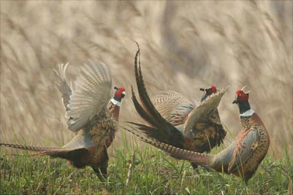 七彩山鸡鸡苗价格是多少?