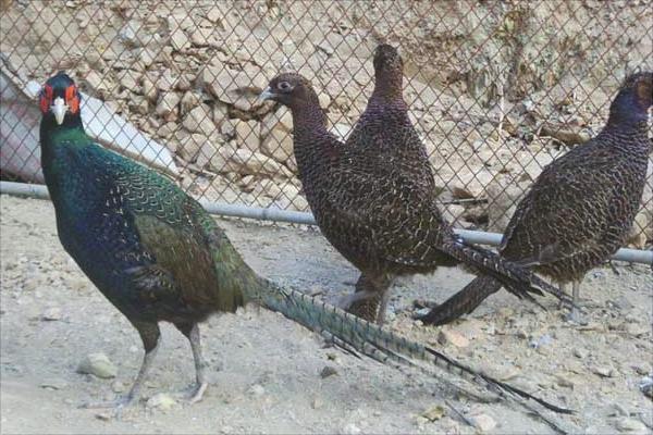 七彩山鸡鸡苗价格是多少?