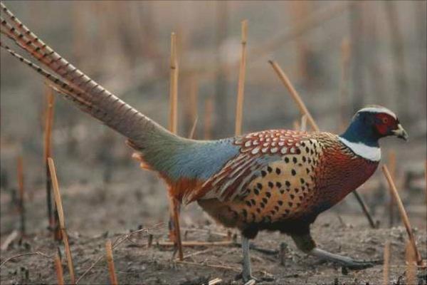 七彩山鸡鸡苗价格是多少?