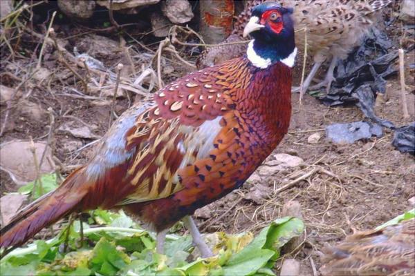 养殖山鸡要投资多少?