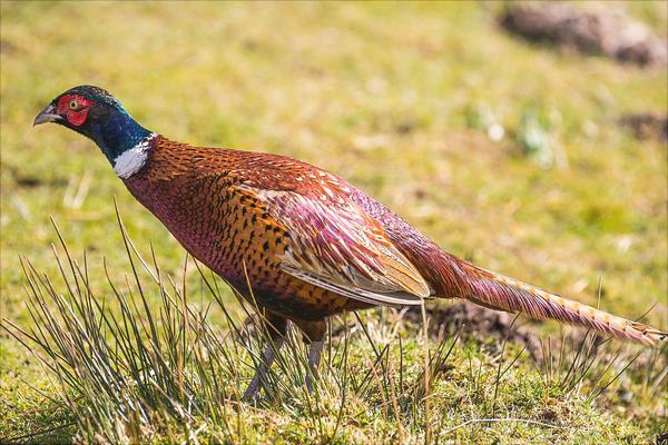 养殖山鸡要投资多少?