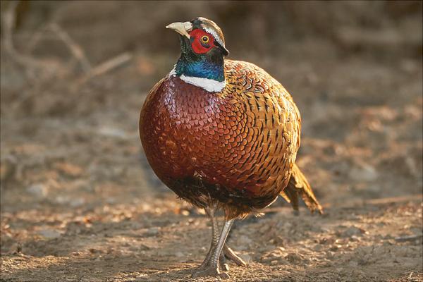 养殖山鸡要投资多少?