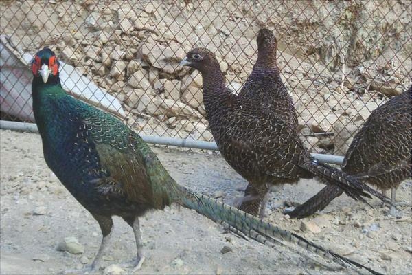 养殖山鸡要投资多少?