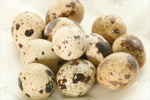 鹌鹑蛋价格多少钱一斤?