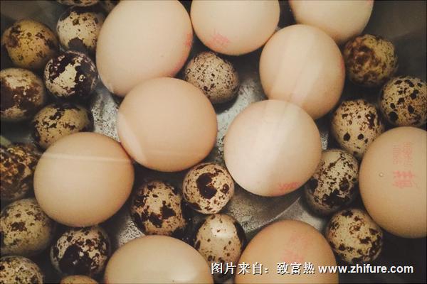 鹌鹑蛋价格多少钱一斤?