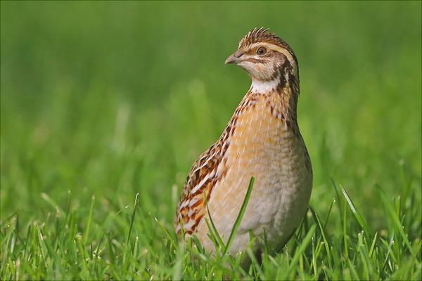 鹌鹑笼子的价格多少钱？