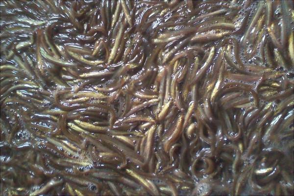 水泥池养泥鳅好吗？水泥池养泥鳅技术