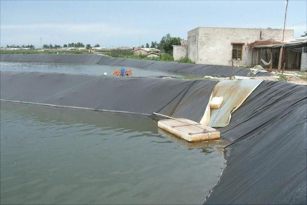 水泥池养泥鳅好吗？水泥池养泥鳅技术