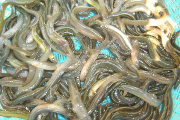 水泥池养泥鳅好吗？水泥池养泥鳅技术