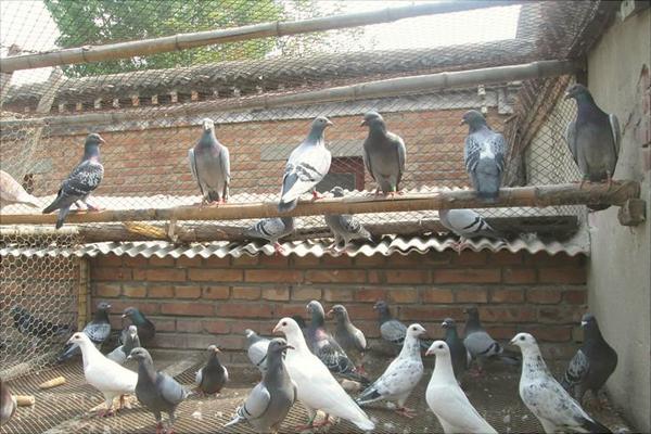 如何放养鸽子?新手养鸽有什么需要注意的?