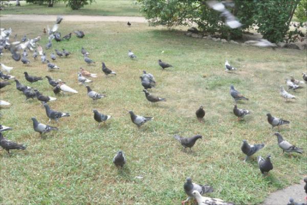 如何放养鸽子?新手养鸽有什么需要注意的?