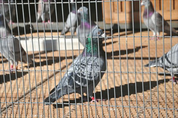 如何放养鸽子?新手养鸽有什么需要注意的?