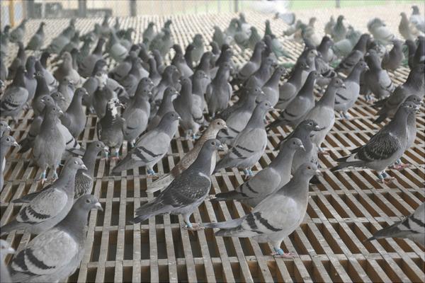 如何放养鸽子?新手养鸽有什么需要注意的?
