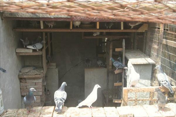 如何放养鸽子?新手养鸽有什么需要注意的?
