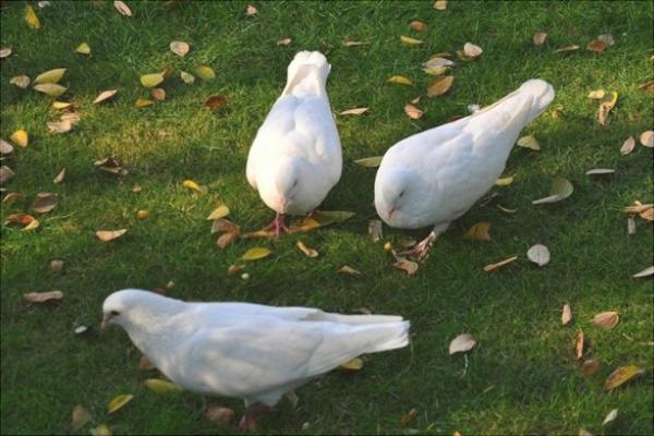 如何放养鸽子?新手养鸽有什么需要注意的?