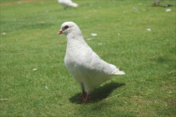 如何放养鸽子?新手养鸽有什么需要注意的?