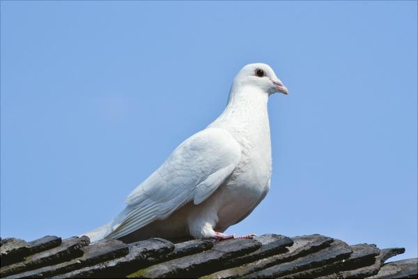 如何放养鸽子?新手养鸽有什么需要注意的?