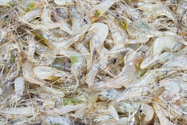 养1亩虾能赚多少钱?养虾的成本和利润