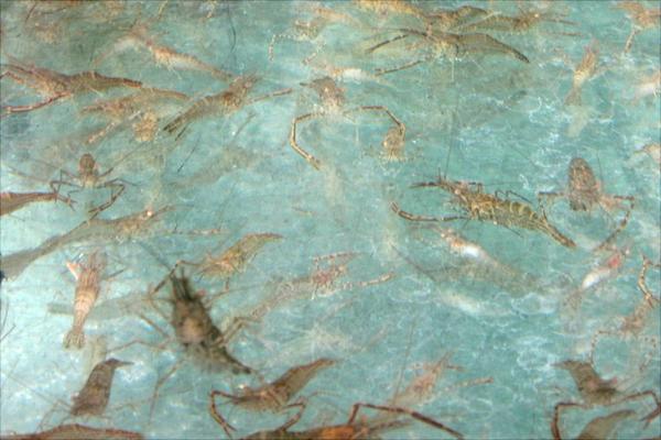 养1亩虾能赚多少钱?养虾的成本和利润