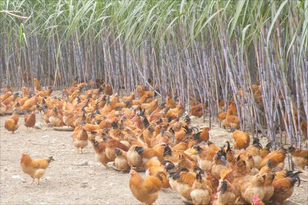 放养鸡要怎么养?有哪些放养技术?