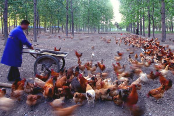 放养鸡要怎么养?有哪些放养技术?