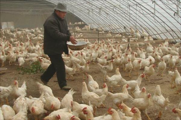 放养鸡要怎么养?有哪些放养技术?