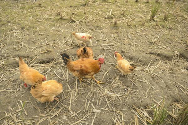 放养鸡要怎么养?有哪些放养技术?