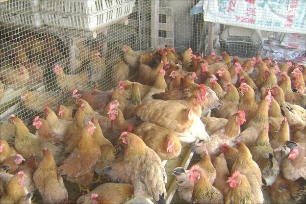 放养鸡要怎么养?有哪些放养技术?