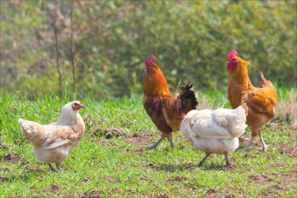放养鸡要怎么养?有哪些放养技术?