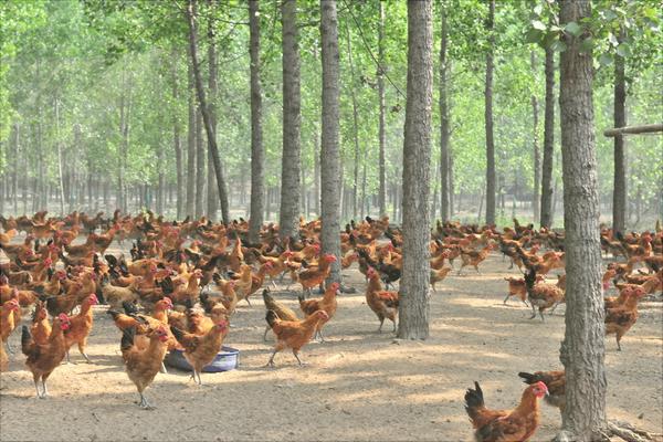 放养鸡要怎么养?有哪些放养技术?