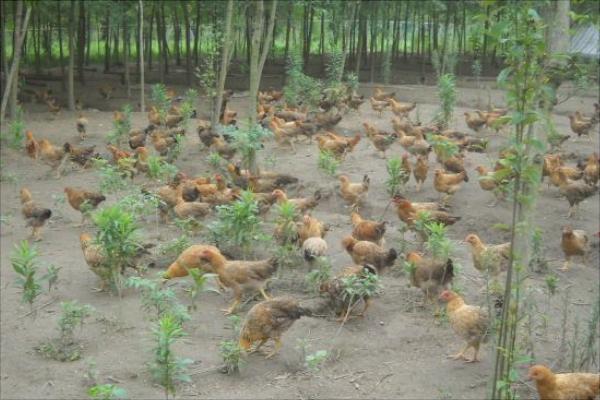 放养鸡要怎么养?有哪些放养技术?