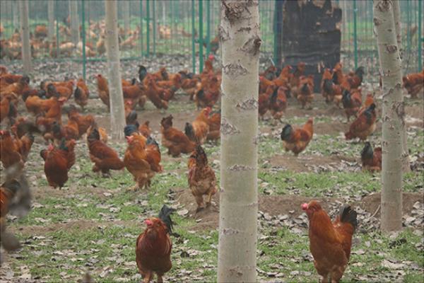 放养鸡要怎么养?有哪些放养技术?