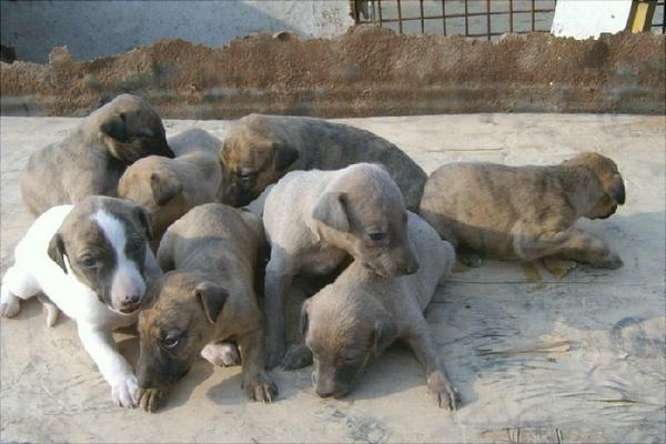 养100只肉狗能赚多少钱?养肉狗的成本和利润