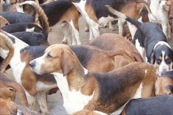 养100只肉狗能赚多少钱?养肉狗的成本和利润