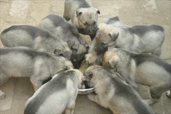 养100只肉狗能赚多少钱?养肉狗的成本和利润